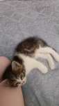 Отдам котёнка мальчик 1.5 мес