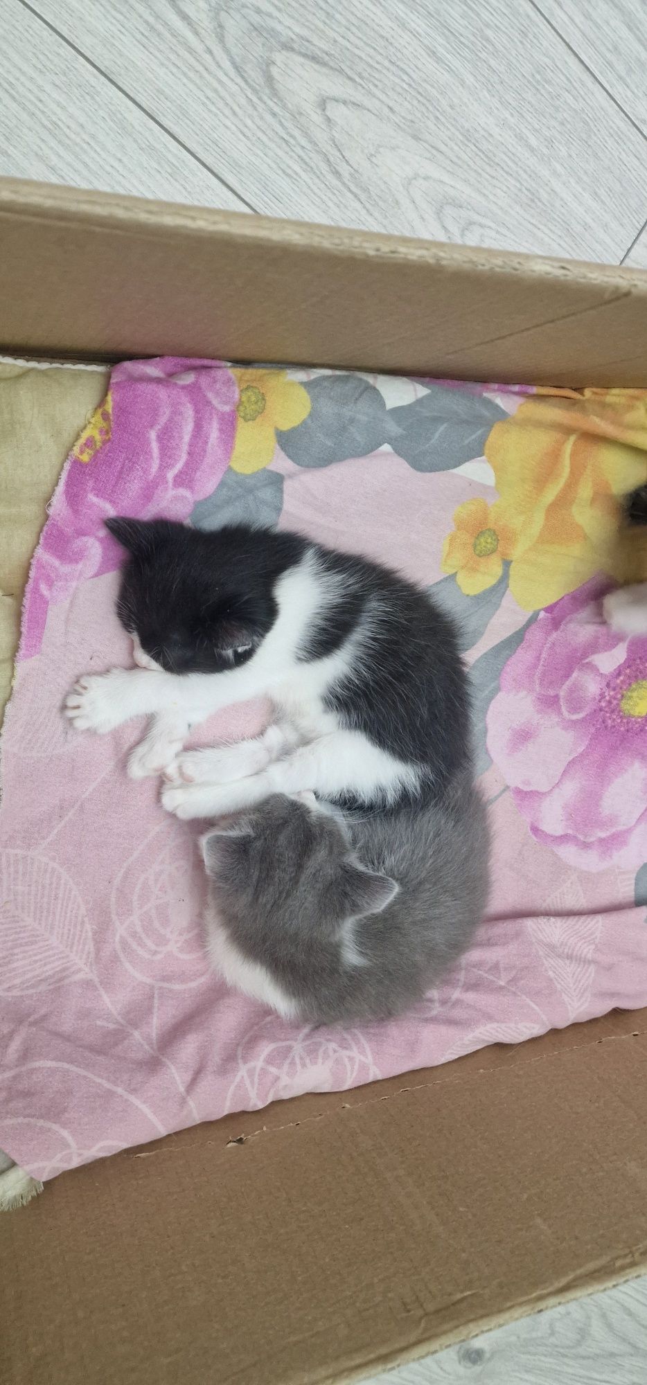Отдам котят бесплатно в добрые руки