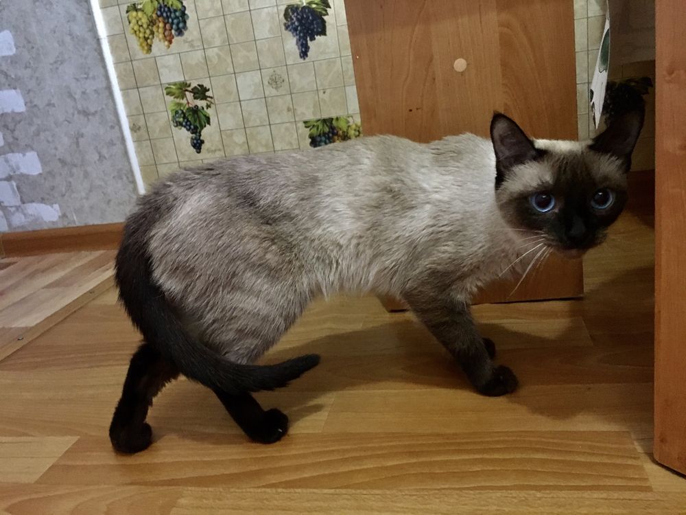срочно отдам породистую кошку в добрые руки