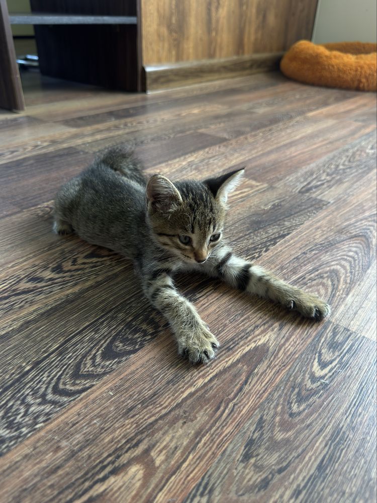 Котенок в добрые руки