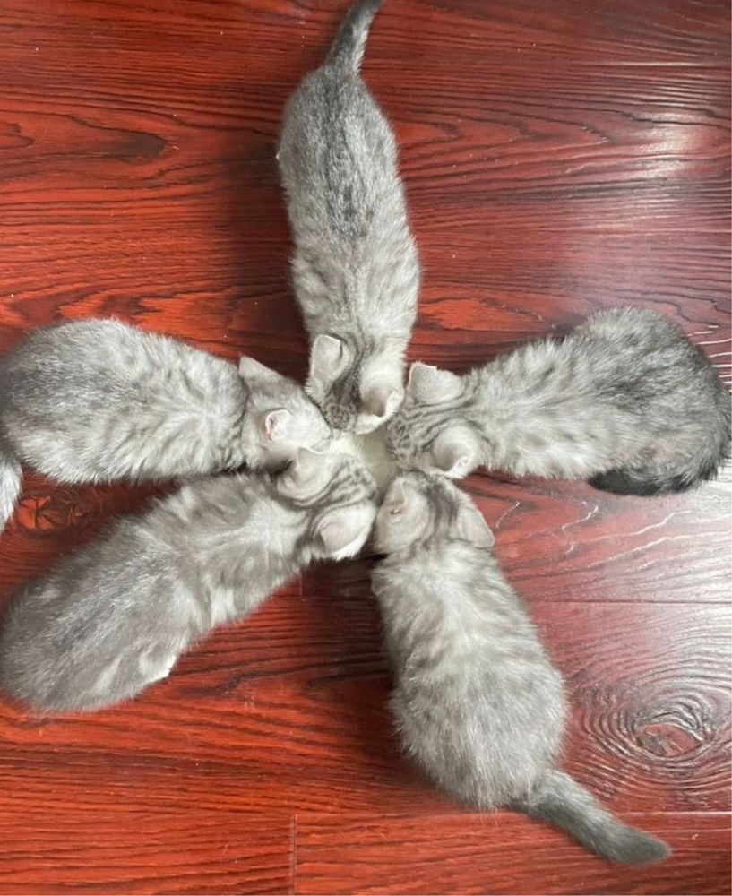 Очаровательные шотландские котята