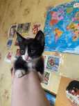 Отдам котят в добрые руки!!!