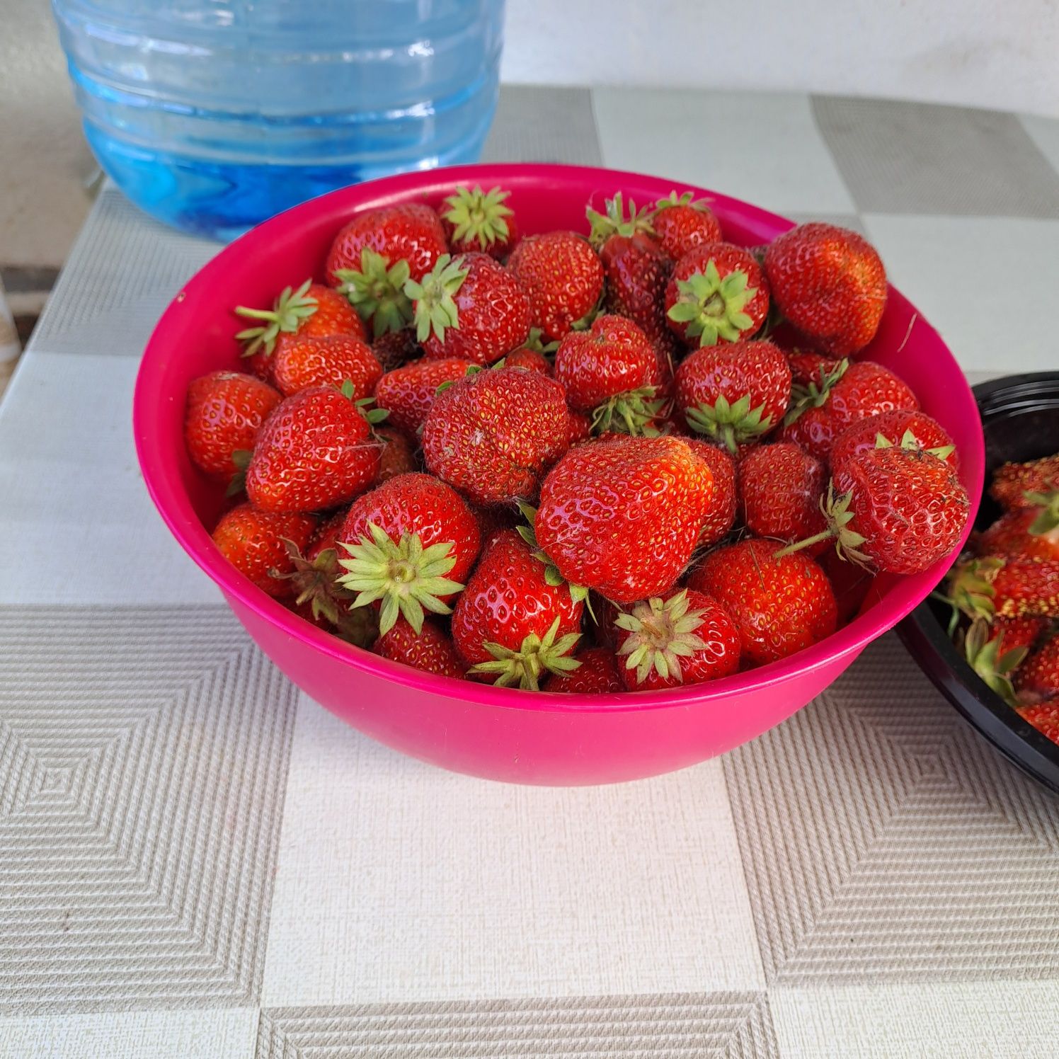 Продам рассаду клубники