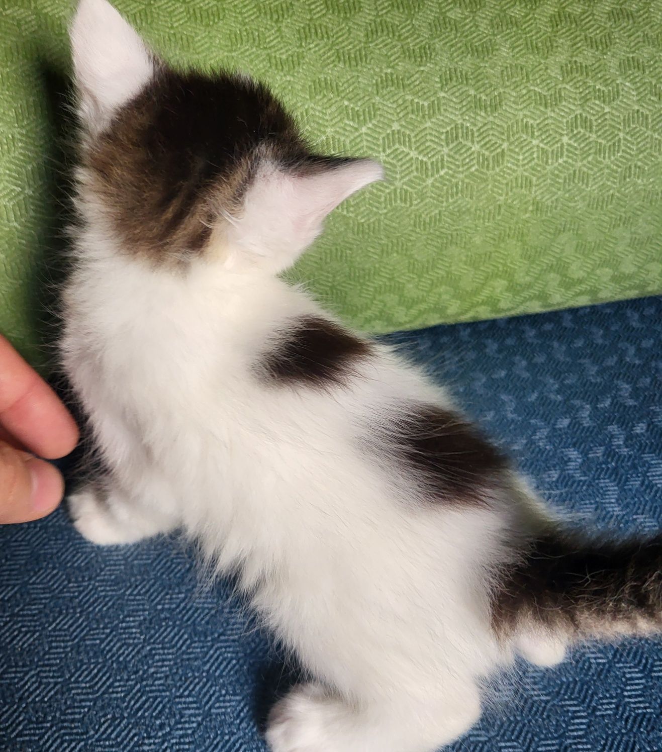 Мысықтар / отдам котят