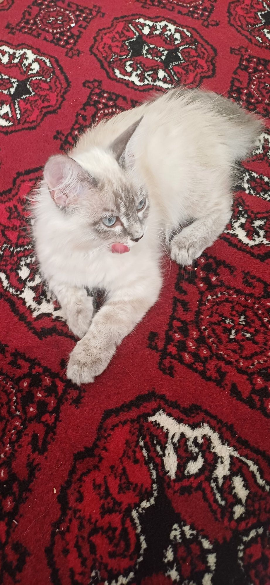 Котенок Регдолл 2.5 месяцев