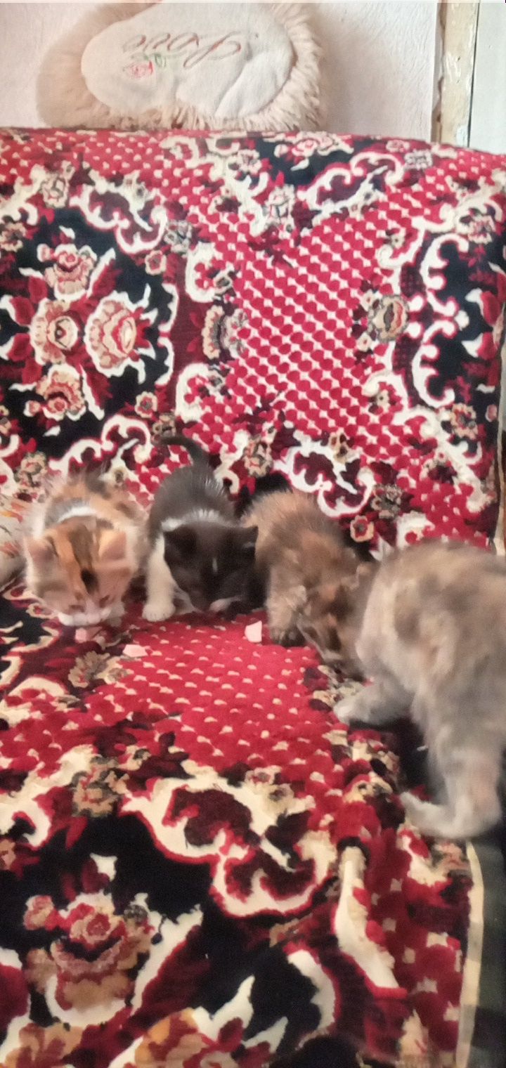 Отдам котят в хорошие руки