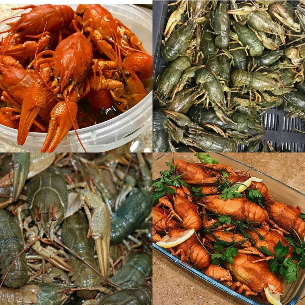 Раки живые раки вареные на любой вкус!