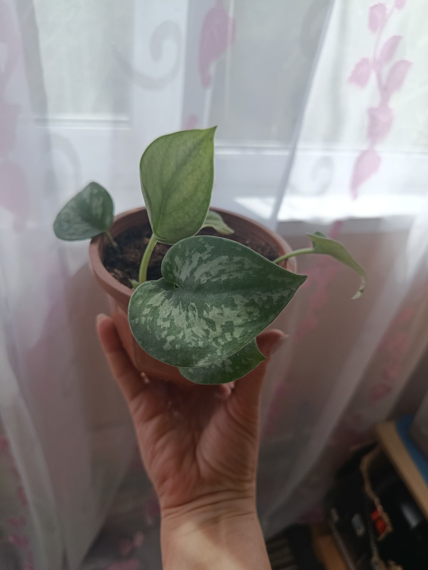 Продам комнатные цветы разные