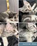 СРОЧНО!! Котята Шотландский прямоухий