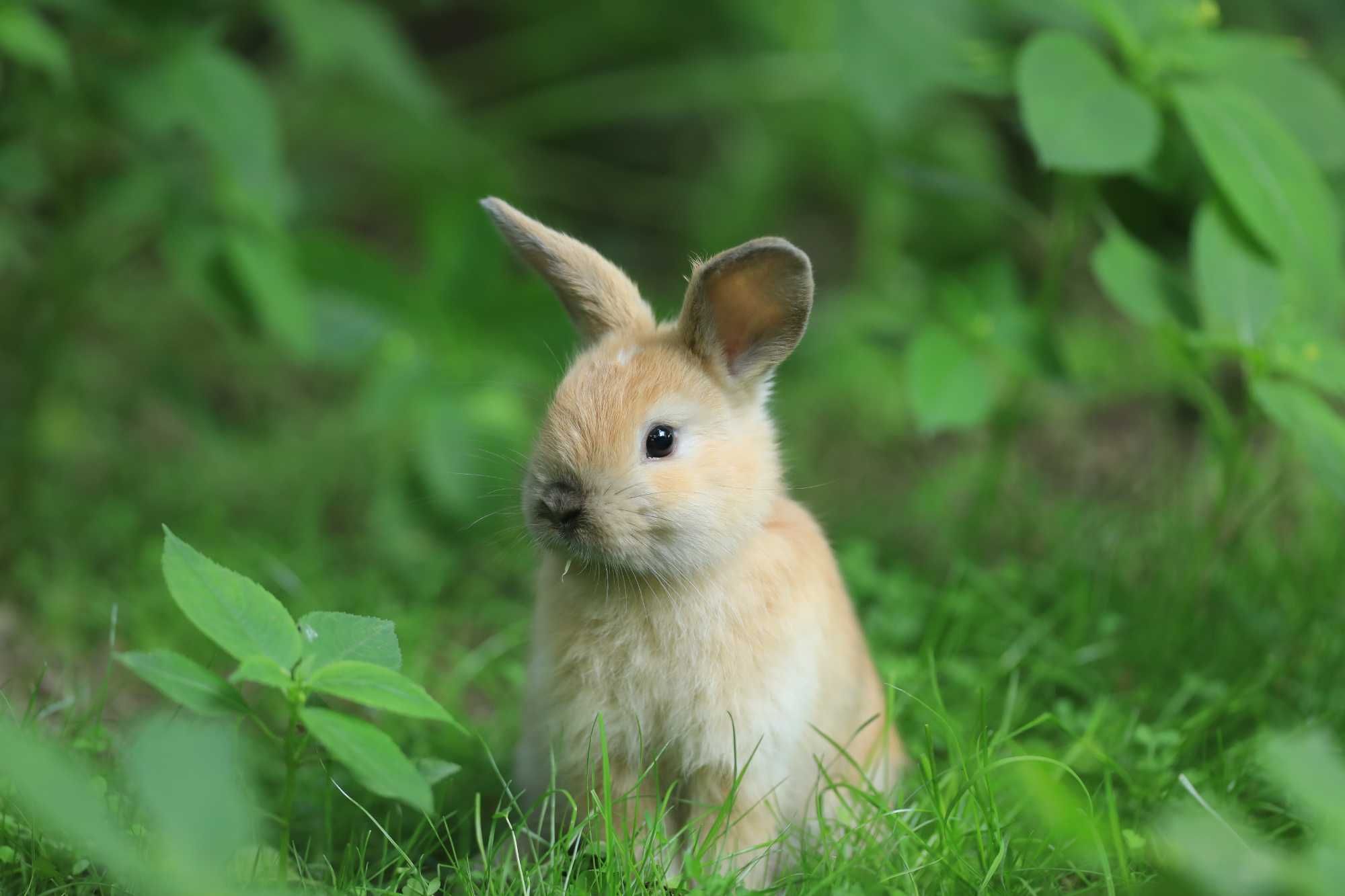 белые,коричневые и серые декоративные  кролики,1,5 месяца