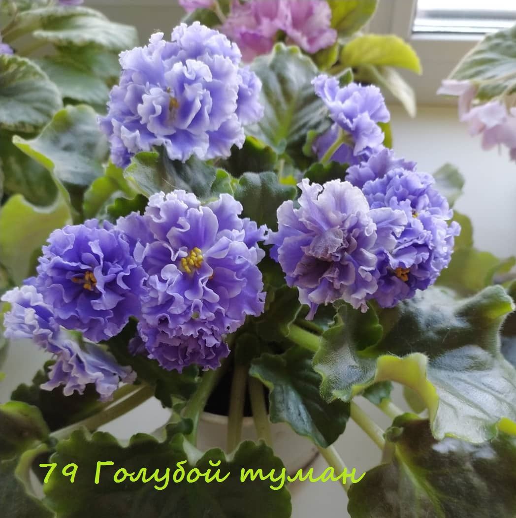Фиалки   сортовые