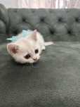 Котята британцы в драгоценном окрасе серебристая шиншилла