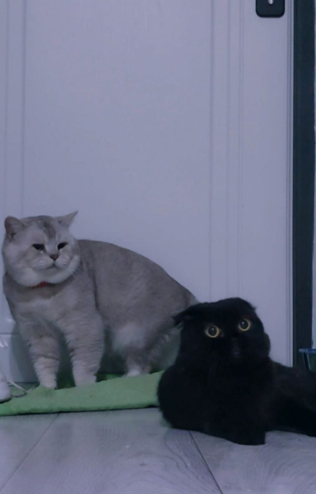 Вязка, Кот Британская шиншилла