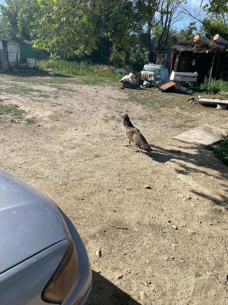 Павлин самка продана