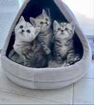 Предлагаются шотландские котята