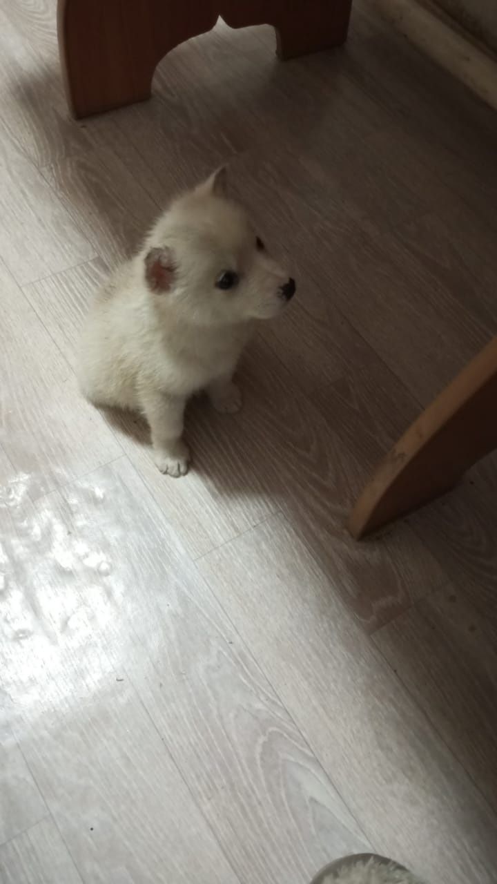 Продам щенков хаски