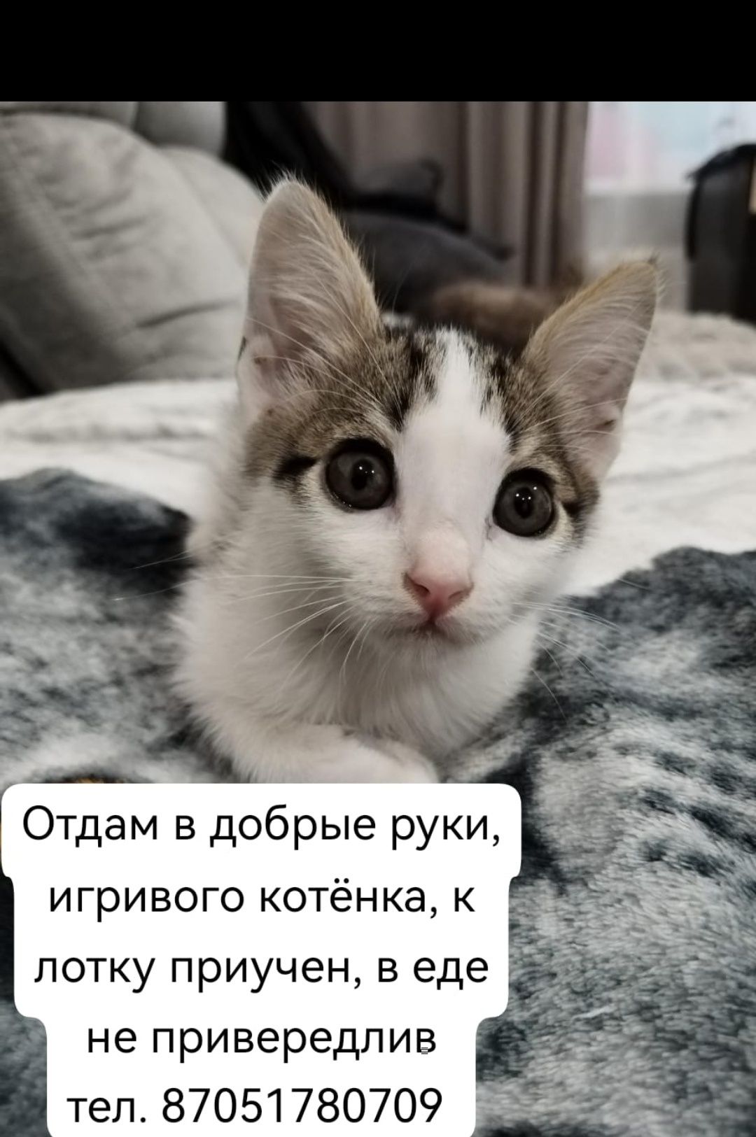 Отдам котёнка только в добрые руки