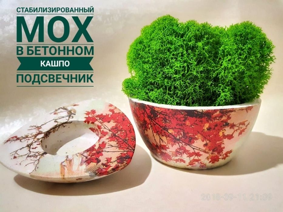 Декоративный стабилизированный Мох в интерьере ягель кочки Кашпо Панно