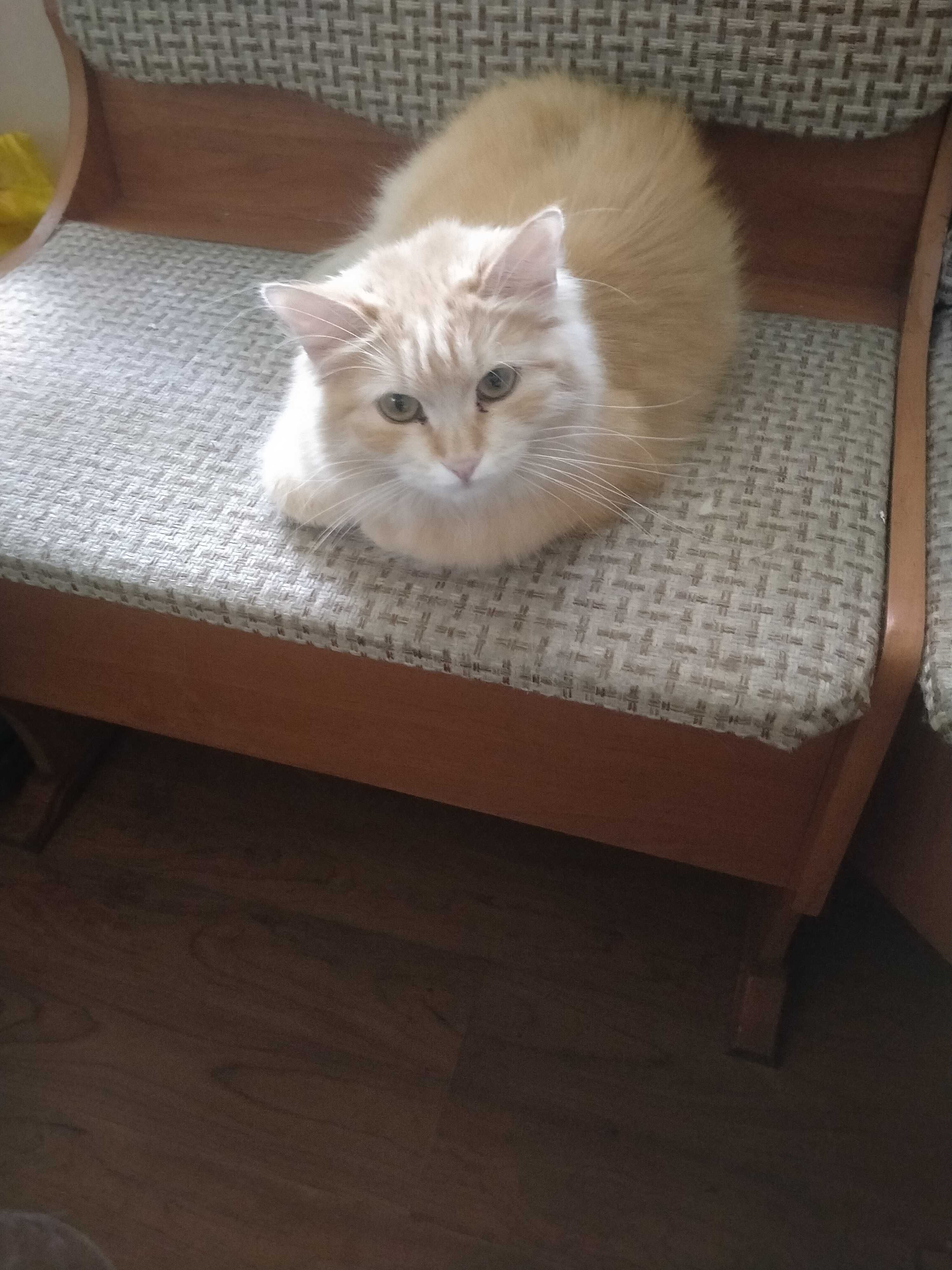 Отдадим в добрые руки сибирскую кошку.