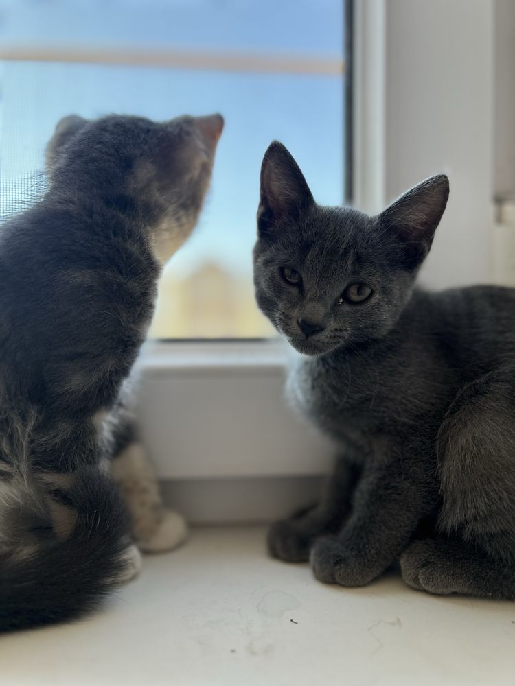 Отдам котят бесплатно