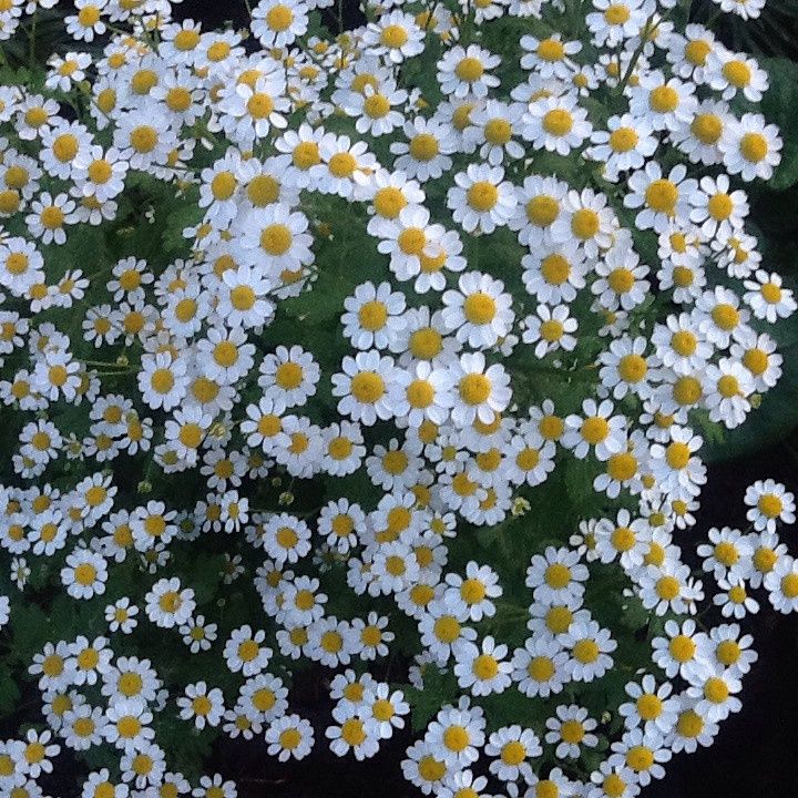 Цветы многолетние