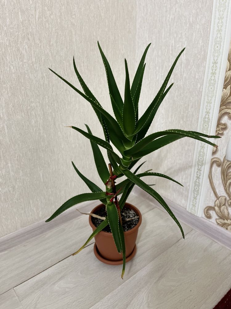Алоэ вера лечебное