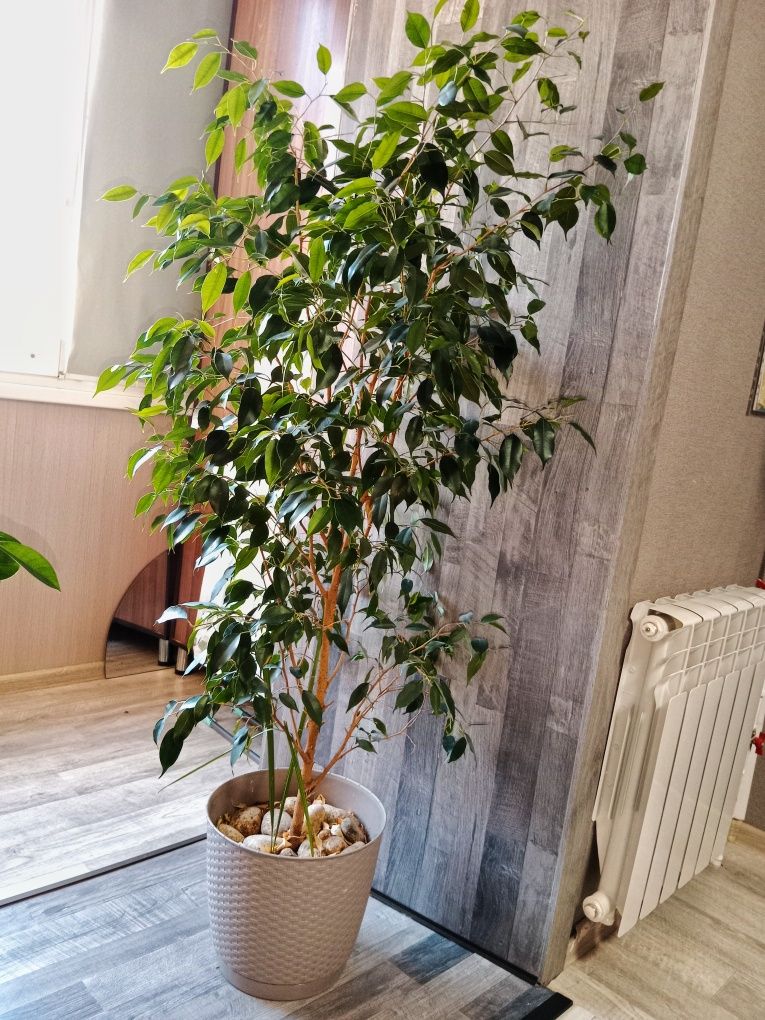 Продам цветы,отростки фикусов