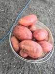 Продам картофель 1 ведро 3000тг