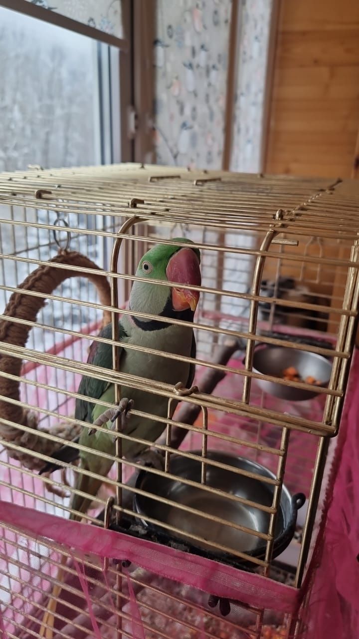 Александрийский попугай