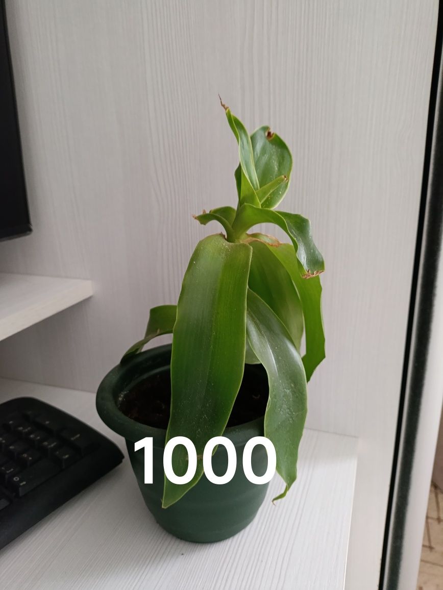 Продам комнатные цветы, есть большие