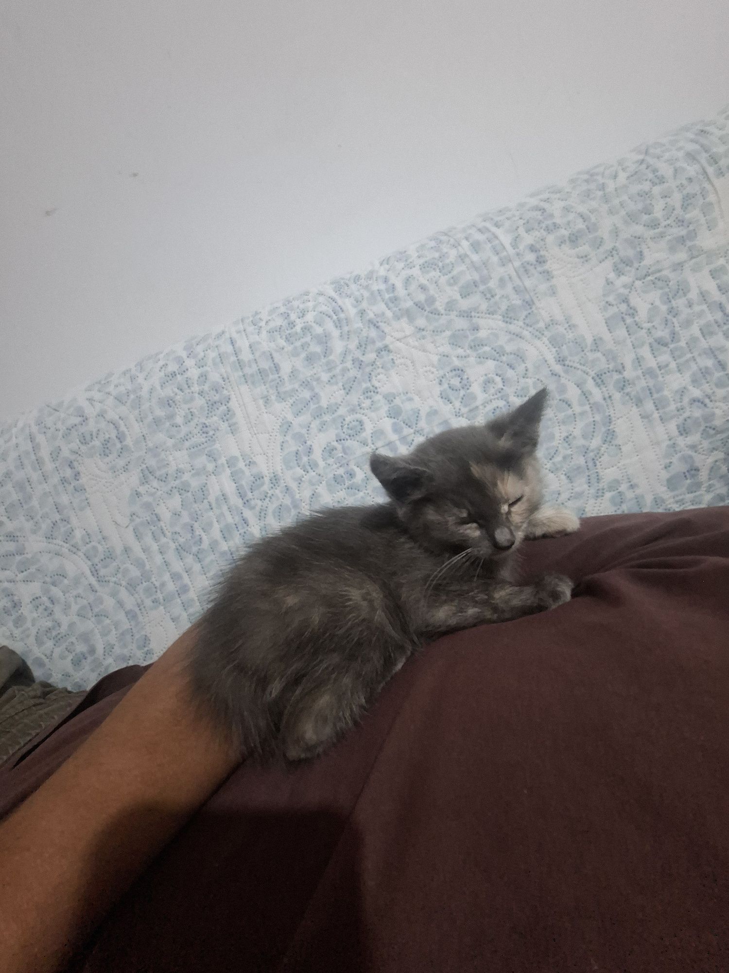 Котёнка девочка даром . Ей примерно чуть больше 2х месяцев от роду .