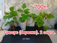 Березка комнатная и др