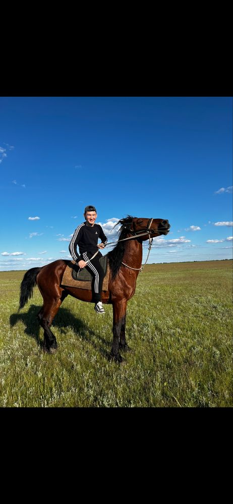 Продам 2 жеребца