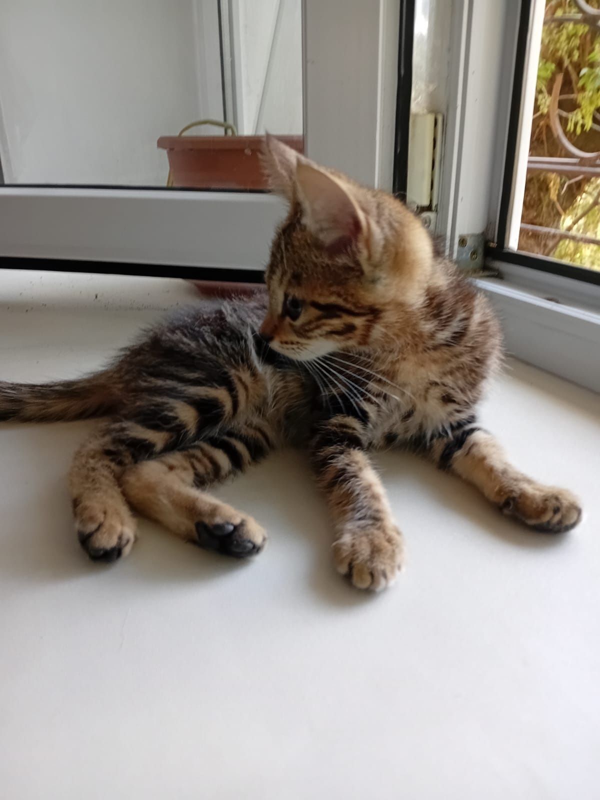Котёнок в добрые руки
