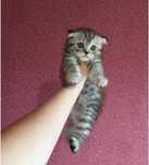 Котёнок вислоухий