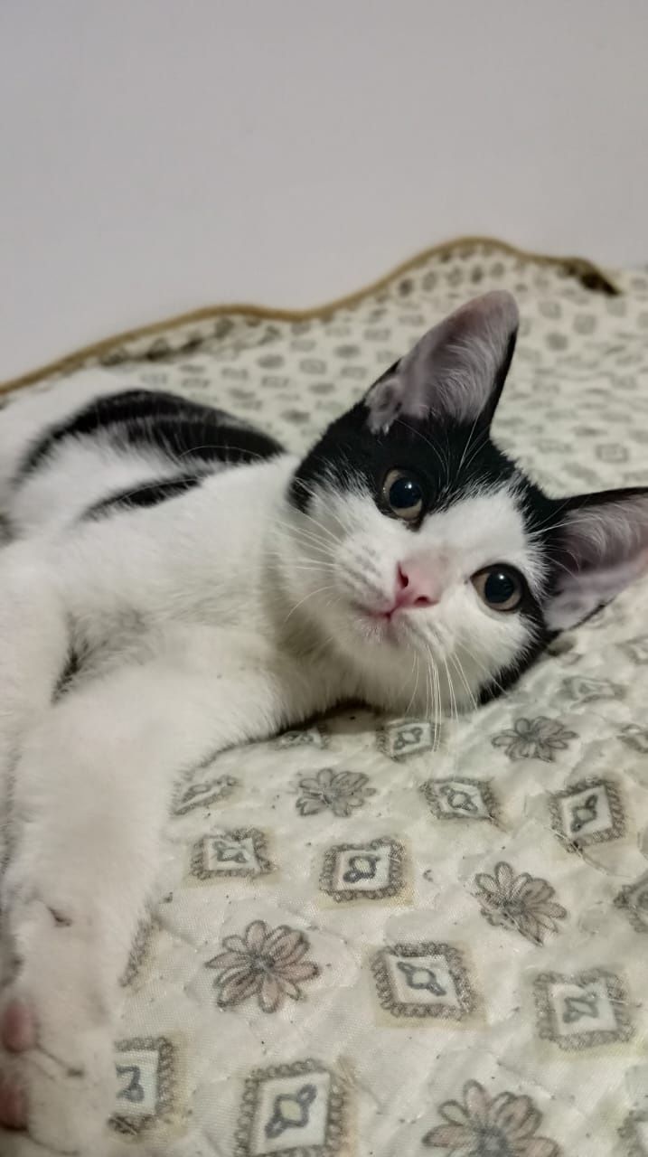 Срочно нужен дом котёнку
