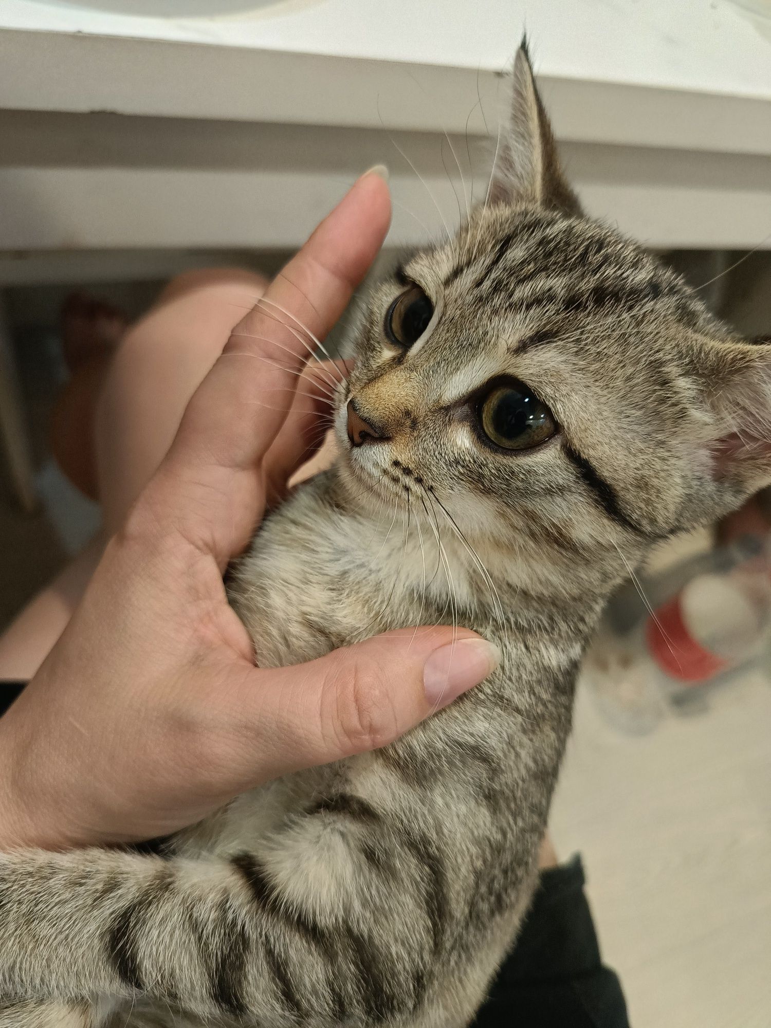 Отдам котёнка  в добрые руки