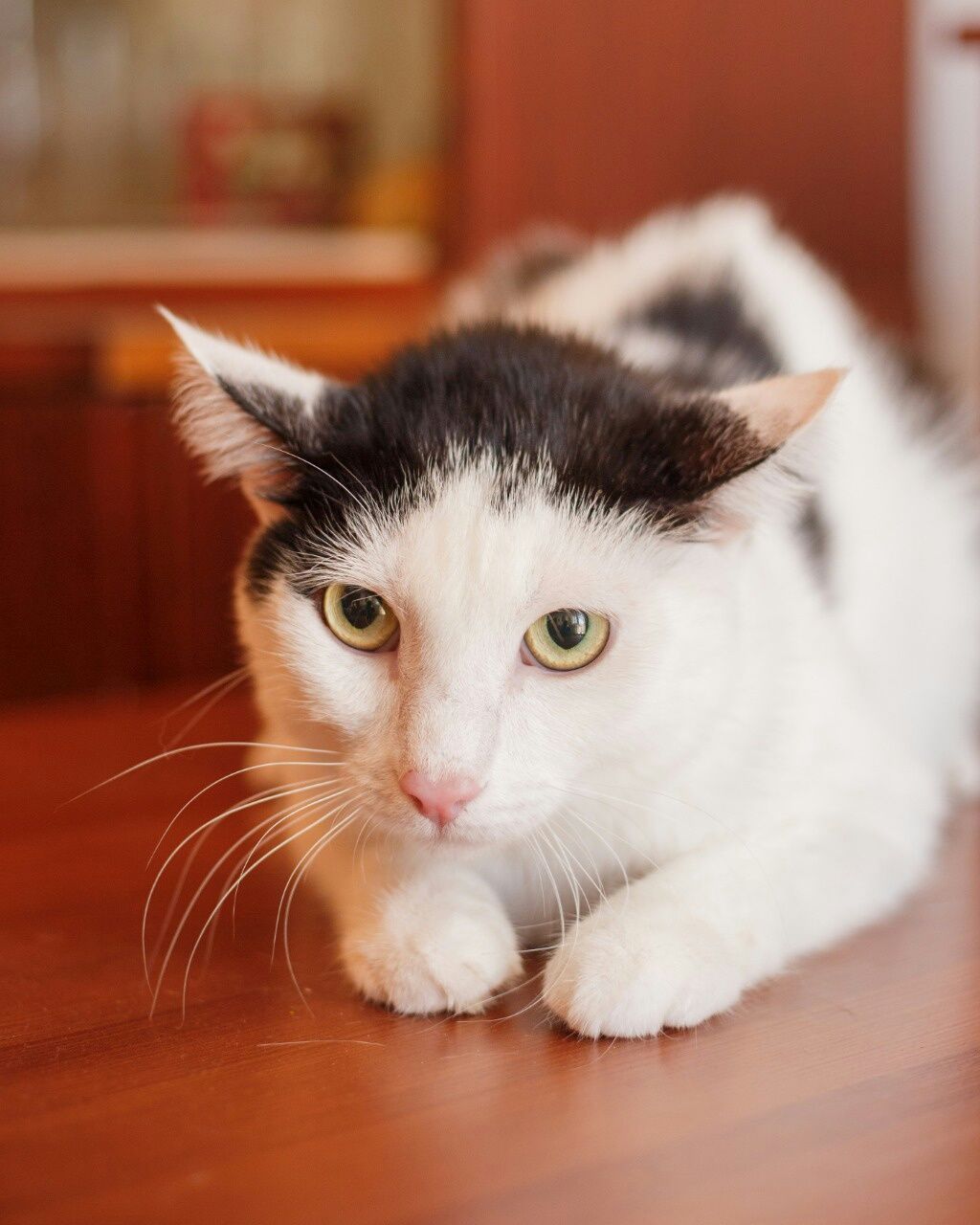 Отдадим хорошего котика, кастрированный, два года.  Ласковый, игривый.