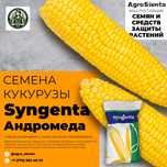 Семена кукурузы Syngenta Андромеда
