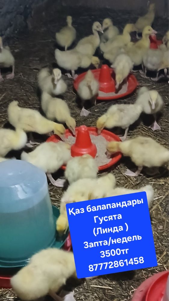 Продаются цыплята гусей