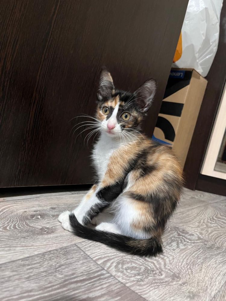 Котята в доьрые руки