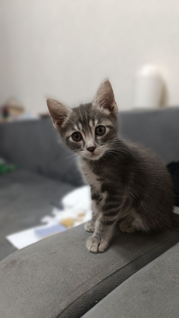Котята ищут семью