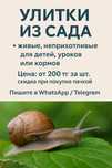 Продам улитки из сада,живые