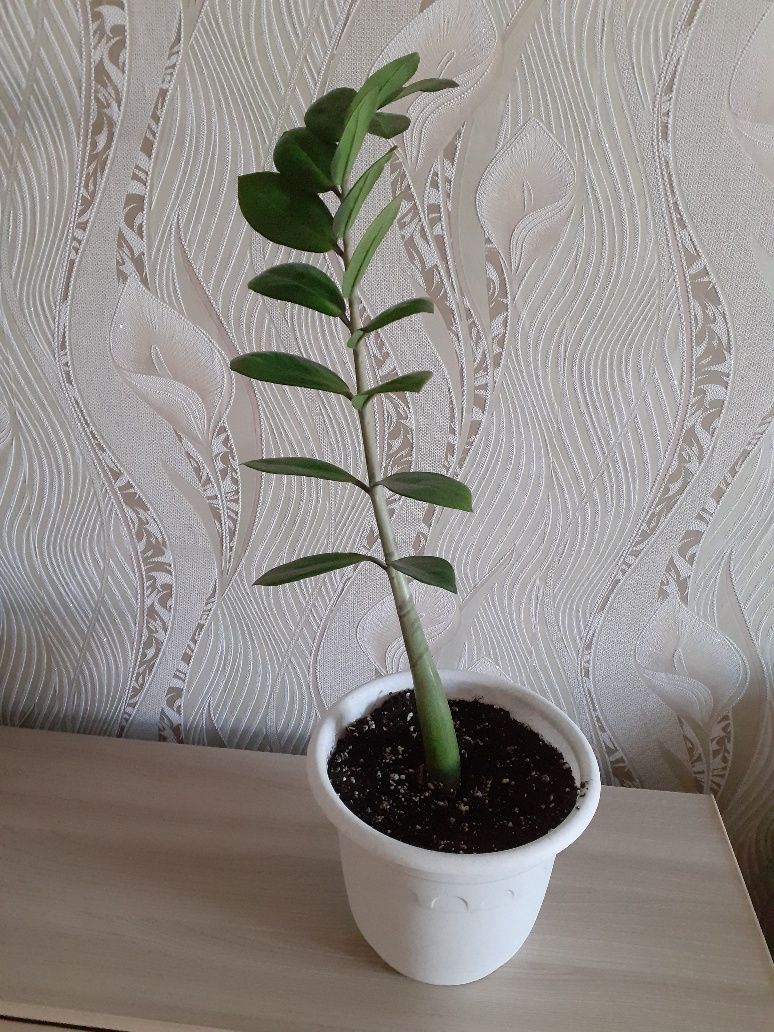 Замиокулькас (долларовое дерево)