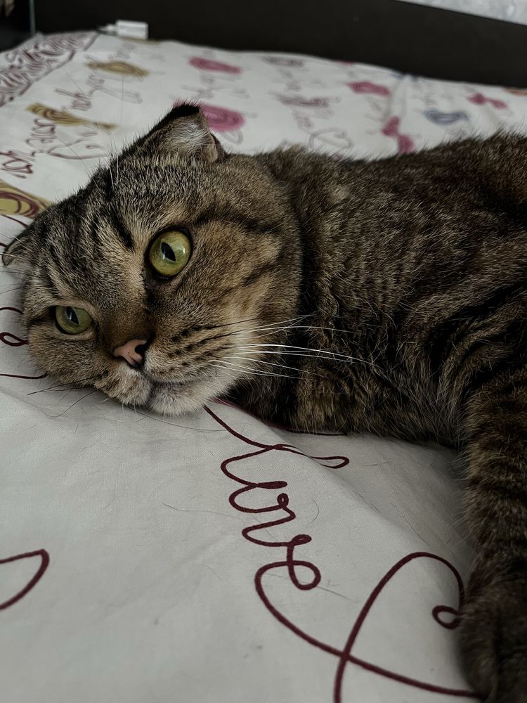 Отдаем кота в добрые руки