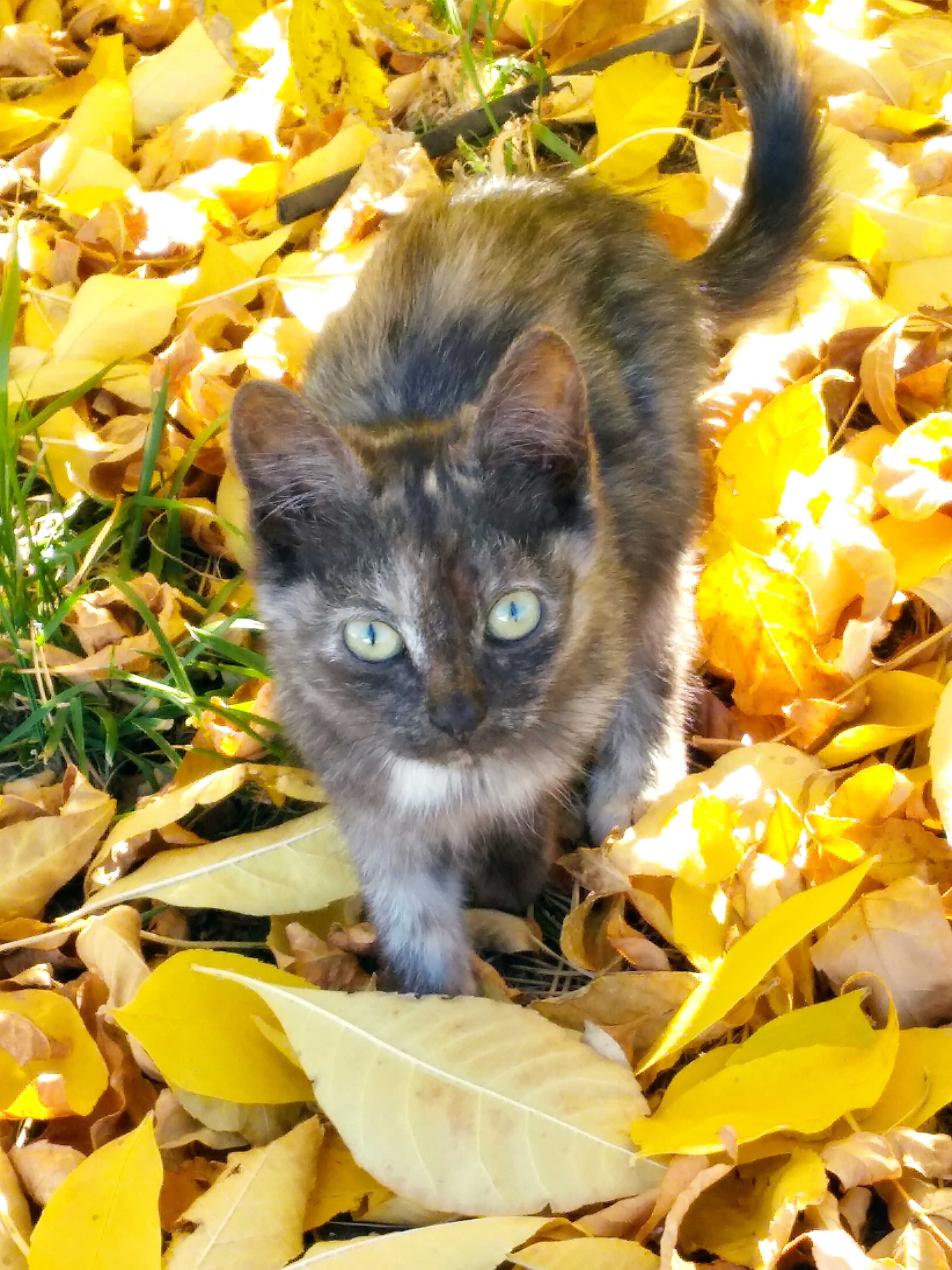 Котята в добрые руки!