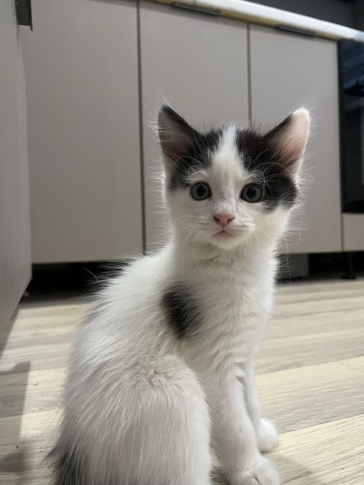Отдам котят в хорошие руки