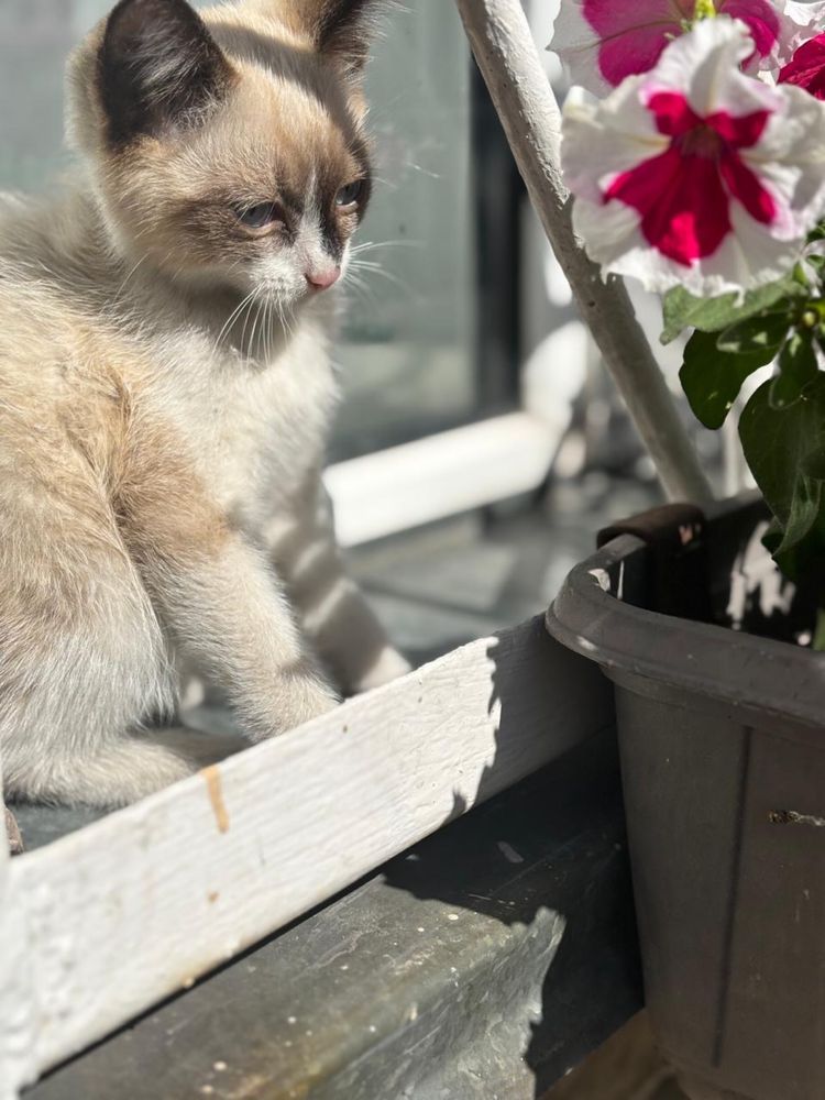 Отдам котят даром