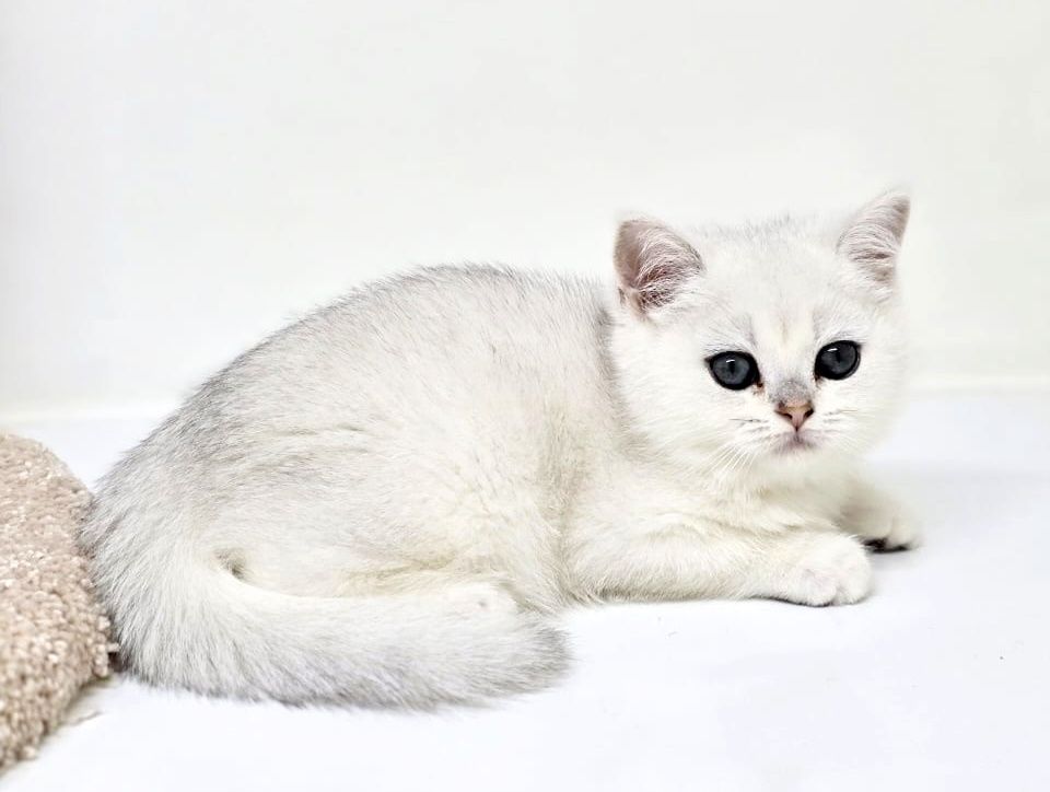 ПлюШки кОтиКи и кОшеЧки БритаНскИе
