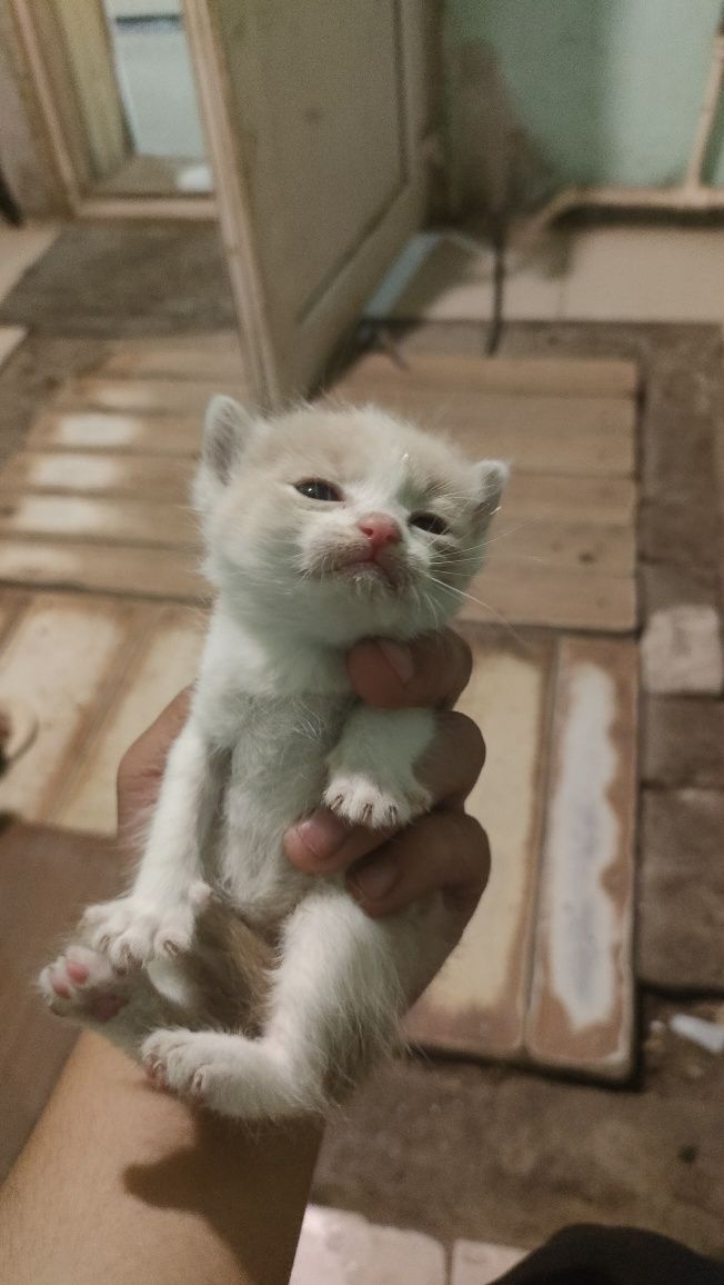 Отдам котят в добрые руки